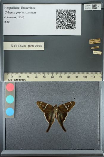 Media type: image;   Entomology 187096